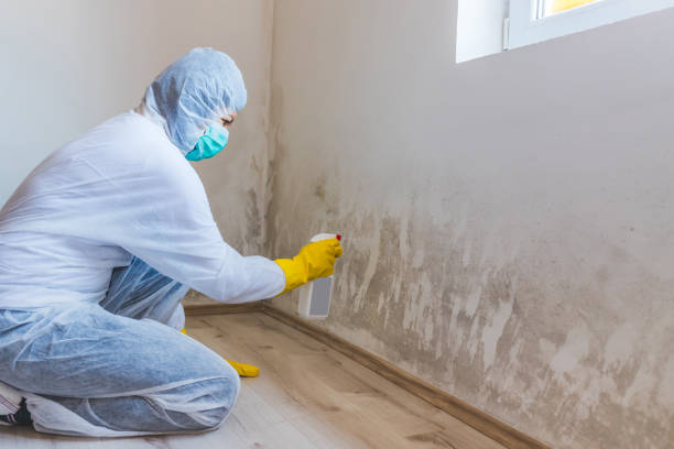 Licensed Mold Remediation service in Mountville, PA - WQB Mold Removal